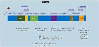 RNA Binding Motif 5 (RBM5) in the CNS—Moving Beyond Cancer to Harness RNA Splicing to Mitigate the Consequences of Brain Injury